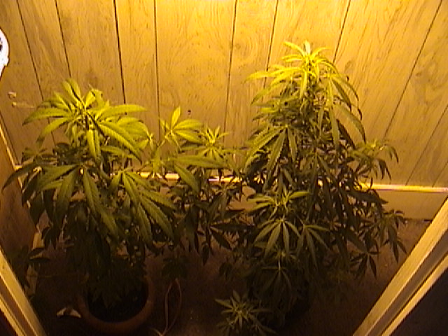 These are my two girls that are into 15-20 days of flowering