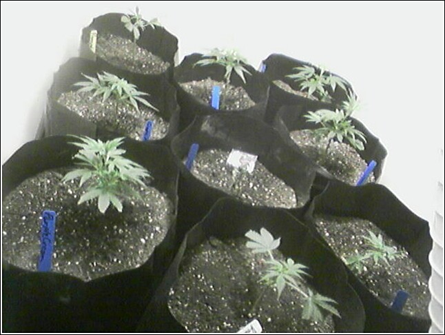Week 2