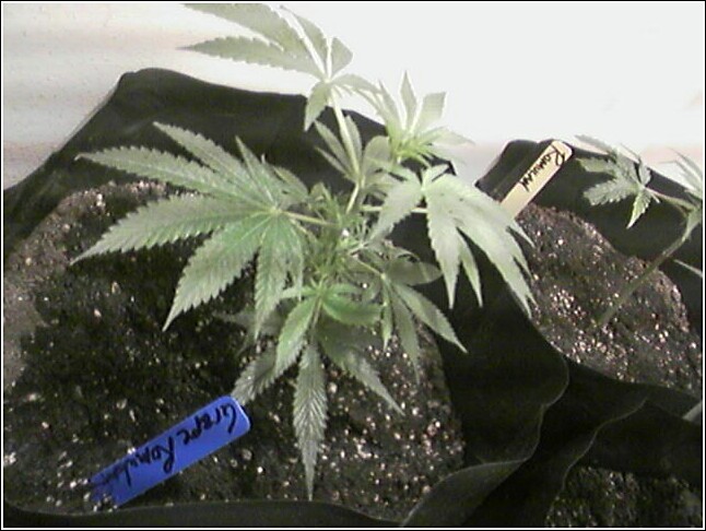 Week 3 & Half