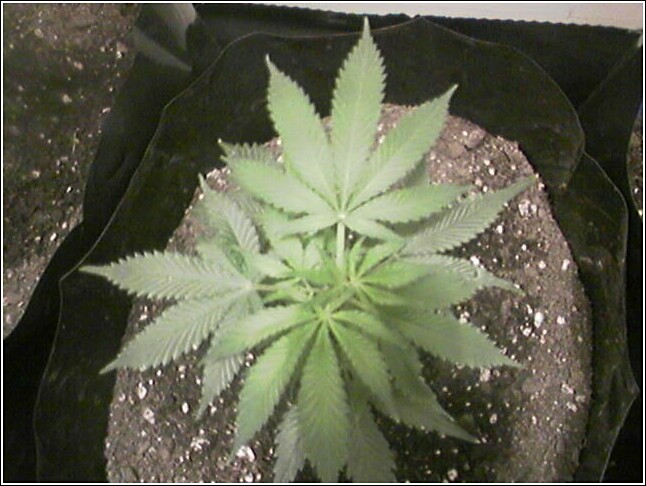 Week 2