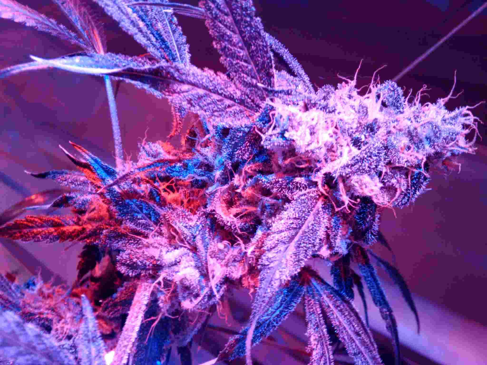 grown with LEDs (RTG CEL)