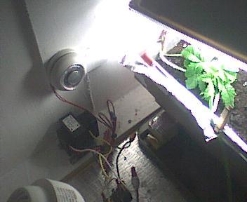 Nice and simple. Temperature controller, and plant in the new pot.