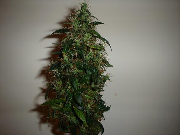 HARVESTED BUD!!!!!!!!