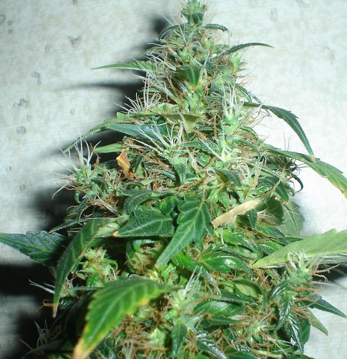 close to harvest