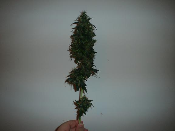 HARVESTED BUD!!!!