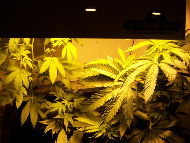 This room has a 250 watt hps light.  This LA KUSH on the right has the biggest leaves ever.  Bigger than almost 2 hands