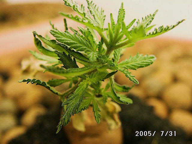 ...now..a have sure about this plant...it