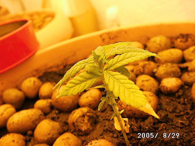 ...this plant is not so good yet, growin but seek / esta planta ainda num ta recuperada, mas continua crescendo, foi mta ingenuidade n