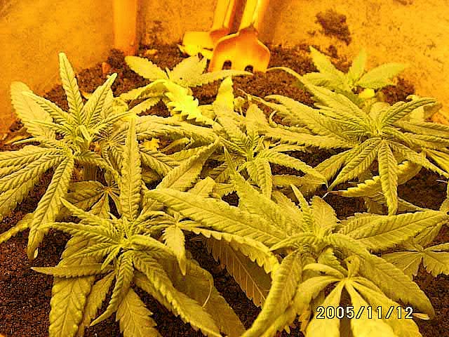 ...i have here 8 more CLONES of my baby....all females :)