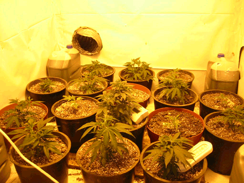 Nothing much here, it's 3 days before flower, but they are growing quickly and I don't want them to overgrow the box.