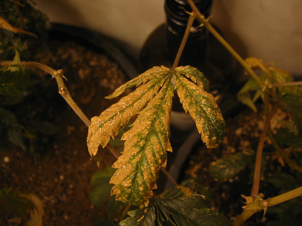 Don't rate me on this it's my friends plants. Horrible leaf decay, is this what revegging normally looks like?