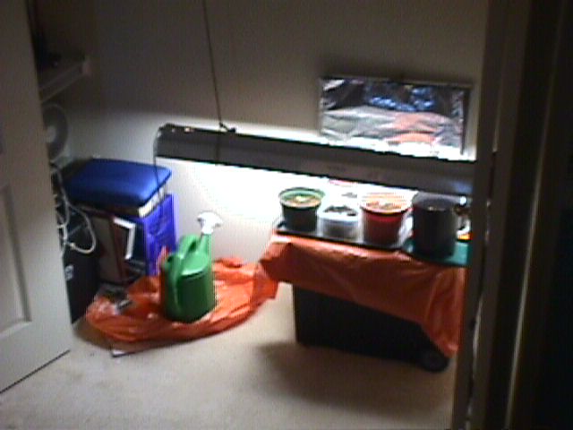 here's my general setup. Not too bad for spending no more than 5 bux (on the lights).