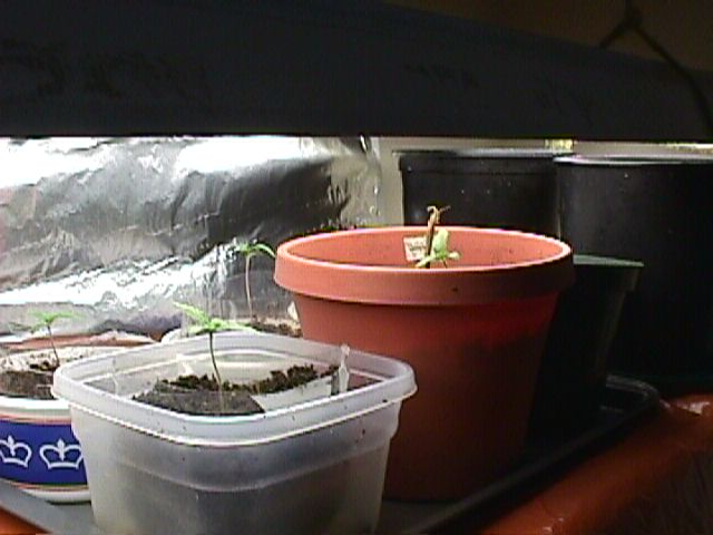 i had 8 of em in my window sill for about 6 days or so.. then i decided to put them under a lights.. and this is 3 days later after that