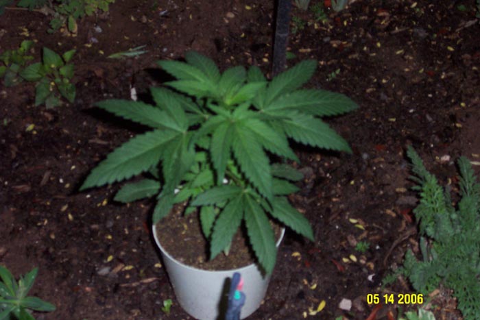 This is taken at 5 weeks.