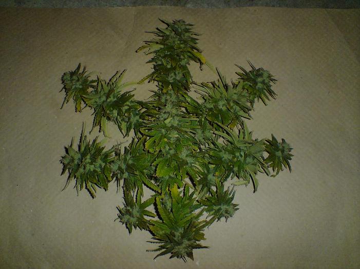 tried to make a weed leaf out of all the buds =P