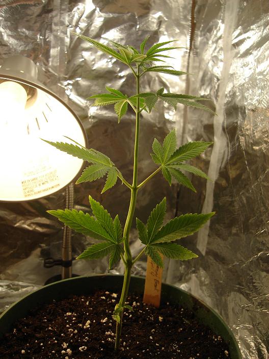 side view of the Skunk, i broke her stem a few days ago right where it twists i propped it up on the name tag and it healed and was standing straight the next day