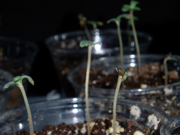 Seedlings just sprouted.