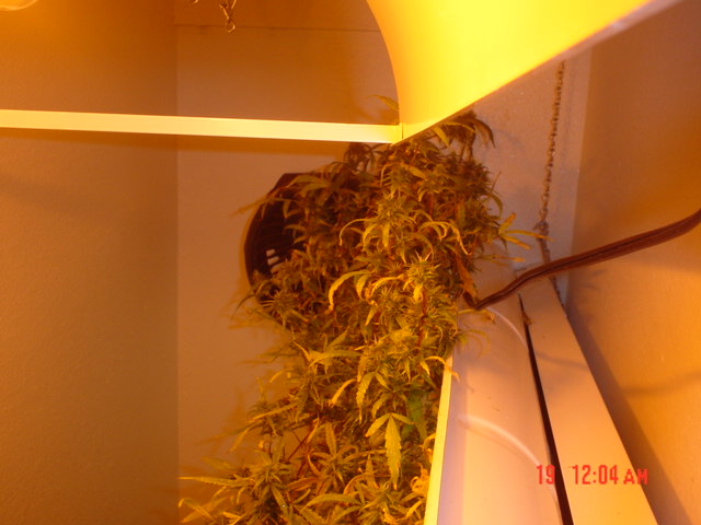 The bud is growing over the light.