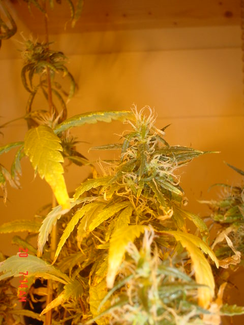 Growing in the closet up and past the close rod.