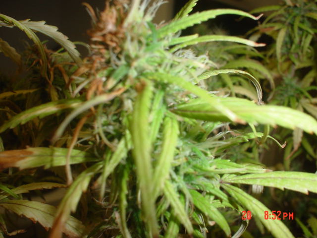 this is what will happen, if you let your girls get to close to some lights. no problem touching the fluorescents but cant get too close to the HPS. (5-6in. is too close).