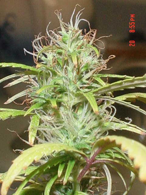 not long for this Gal..
