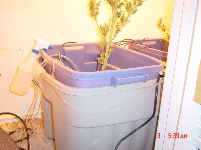 The Hydro Setup
Use one big Rubbermaid tub and two smaller tubs placed inside the large one.  Holes on the sides let the water level be controlled. The water is oxygenated by several air bubblers (placed in all tubs that have standing water). The automatic timers turn every thing on and off.  The watering cycle is 5gal of H2O every four days. Using hydro chemicals made by GENERAL HYDROPONICS ( pH DOWN----lowers pH, only takes a drop---$16.00 ---will last for ever,  BOTANICARE ( Pure Blend for vegetative growth)--$18.00--- GENERAL HYDROPONICS ( FloraBloom for flowering). I used the OLIVIA