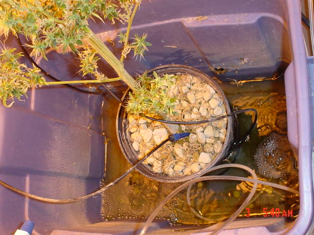 Water fills the tubs up untill the water reaches the holes in the side then drains back into the and then drains back into the reservoir, it does this four times a day.