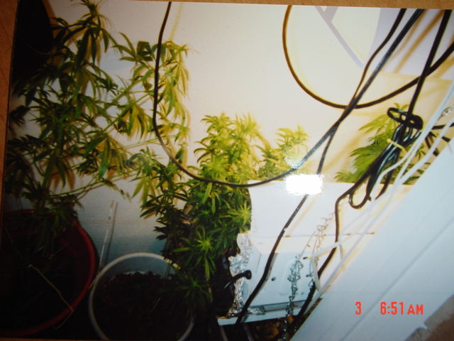 Left is a Male removed befor it could do any harm. Center, Nice and bushy female plant. to the right is the hydro setup. The potted plants are four mounths old