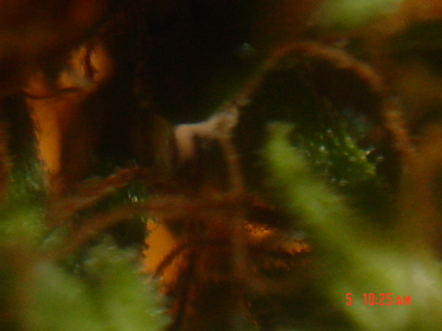 Look Left & Right of center and the shinny things are crystals.