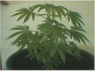 smaller plant at 6wks