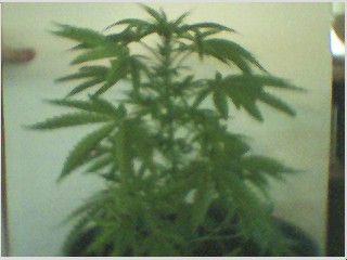 bigger plant at 6wks