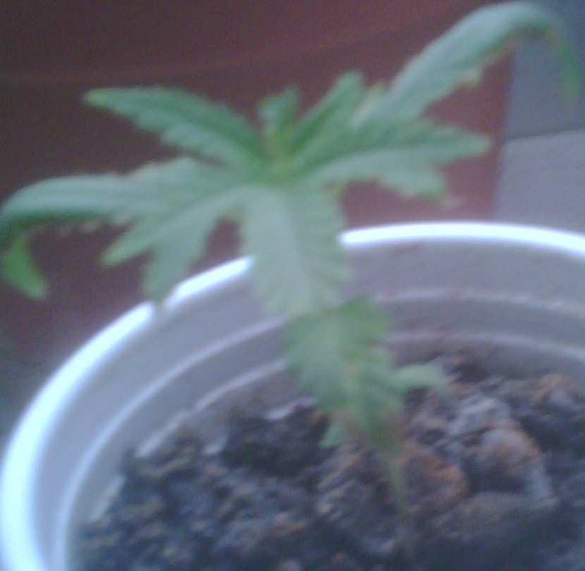 lil baby dro. just a week or so old. hope she turns out good