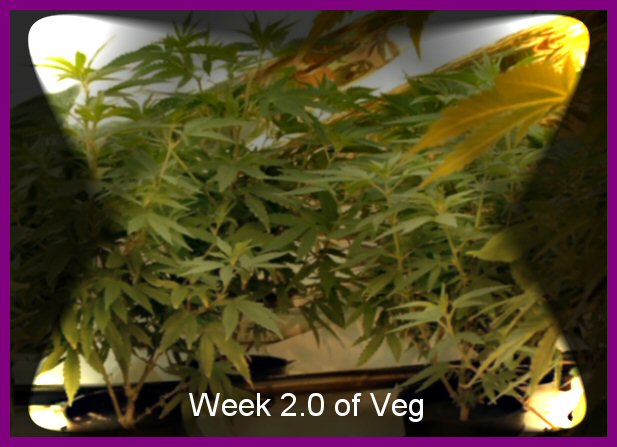 This is a picture of what the girls look like after 2 weeks of vegatative growth.  They have already surpassed my designated size for them so off to the flowering stage they went.