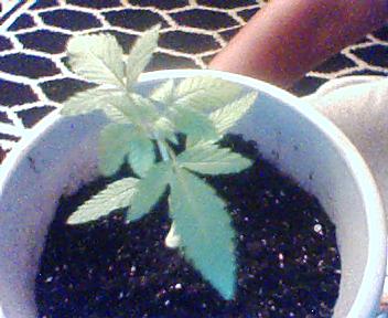 Its growing good I hope this is a girl