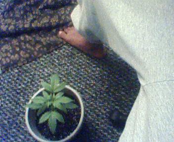 this plant is growing good and helthy