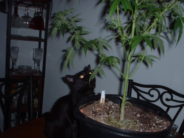 My cat tries to eat the plant every harvest.  pothead kitty!