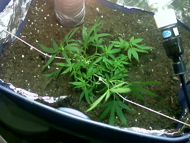here is one of the pics couple days after i moved them to their final transplant looking ok not to bad for first time. they are a month old today one more month of veg and ill start to flower them ill try to get better pics next time all the pics ive taken so far are taken from my Cell Phone !