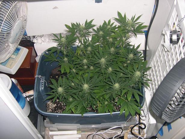 HEre is a pic almost of month of flowering