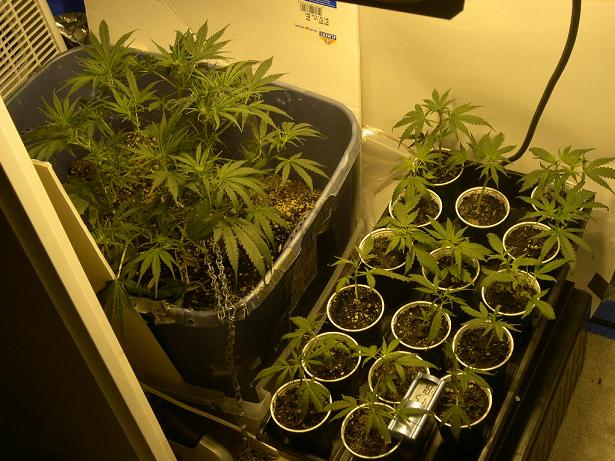shot of the grow room and i put 18 clones into flowering gonna try a little experiment