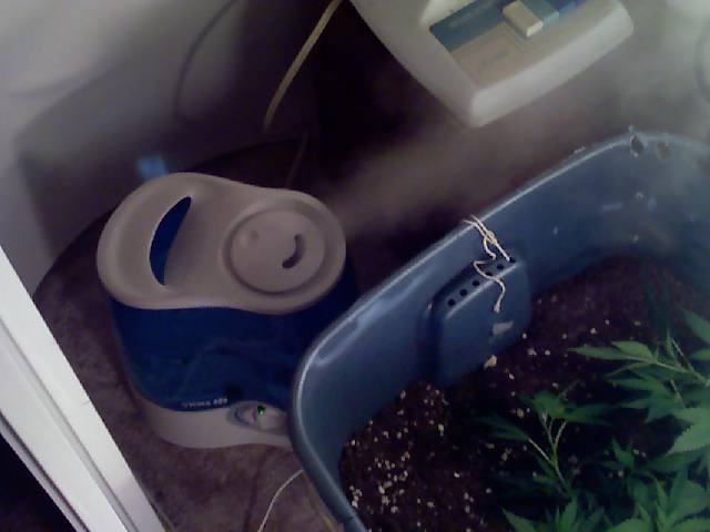 a pic of the Humidifier doing its job keeping the room with 70% humidity through out the veg stage with them Temp between 70-80 F once i start to flower ill drop the humidity down to about 40% and 50%