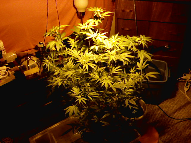 OK here is the og kush plant it the flowering got prolonged by 2 weeks cause the fukin plant seen light so anuyways now its buddin 