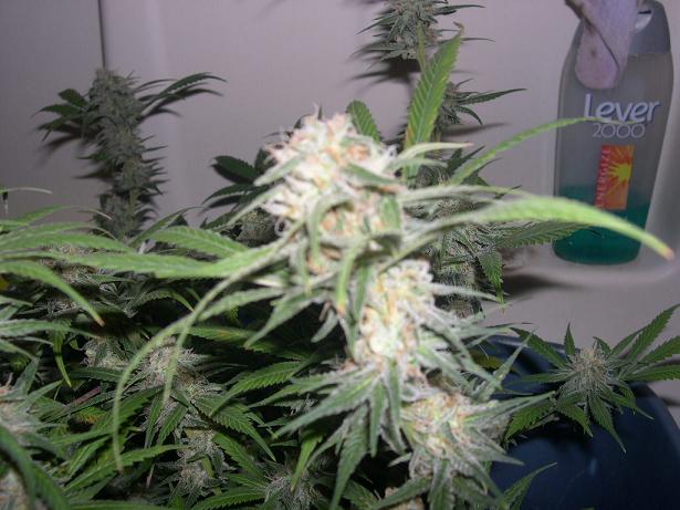 here is a close up shot of them my camera sucks thats the best i can get but Can u see all the SUGAR omg all i know is im SToked For my First grow Ever Could u imgaine what my White Widow Will look like next time around????