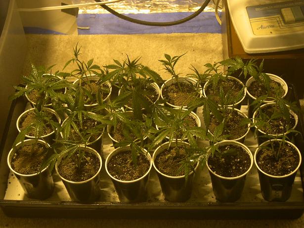 here are some of the clones i took a total of 39 i took and all of them rooted ....not to bad for cloning for my first time.