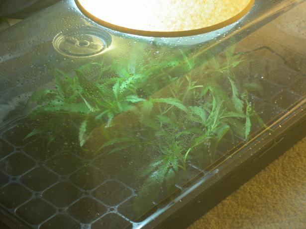 Took a few clones off the plants their are 20 in here just took them today 4-13-07 .......Hopefully i wont have no problems with em and most of em will take root
