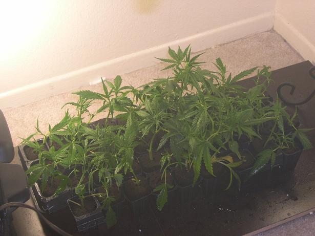 here are the clones most of em are 5 days old some are only 3 but they all drooped a little bit popped back up and are all looking good