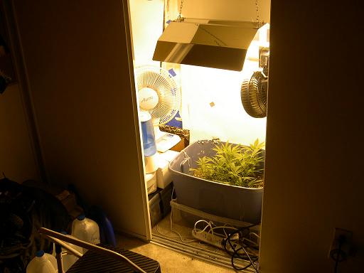 the whole grow room set up