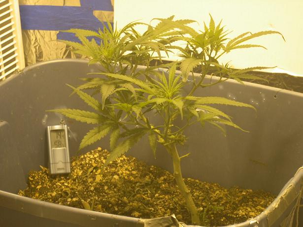 here is a side view of the re veg clipped all the bottom off left the main tops 19 days into re veg 5 days of flower