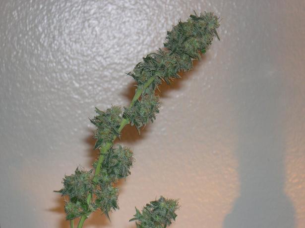 HEre it is all trimmed up ready to dry.... Looks good dont it??