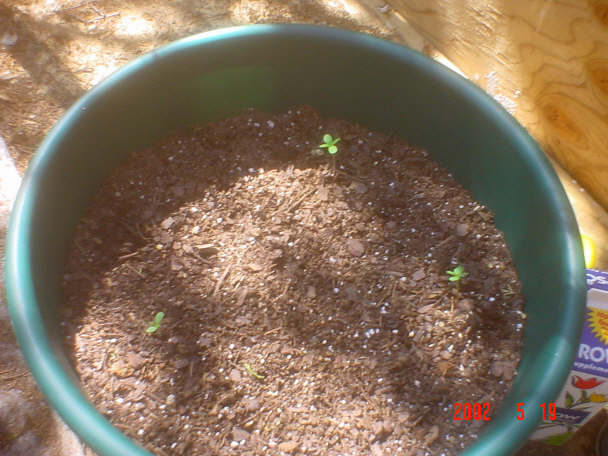 The 3 new seedlings on their first week, just came up.