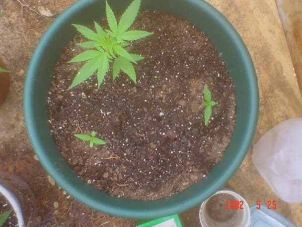 One plant got eaten....so I transplanted a plant into here, thats where the biggest came from.